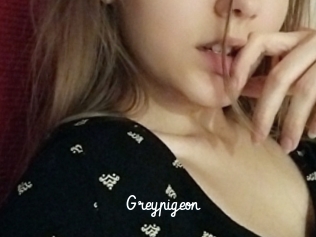Greypigeon